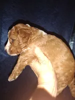 Blaze , a female Miniature Goldendoodle for sale in Marysville, CA – 6 of 6