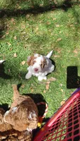 Jake, a male Miniature Goldendoodle for sale in Marysville, CA – 9 of 10
