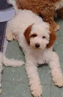 Patch , a male Miniature Goldendoodle for sale in Marysville, CA – 10 of 10