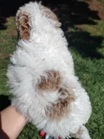 Mandy , a female Miniature Goldendoodle for sale in Marysville, CA – 5 of 5