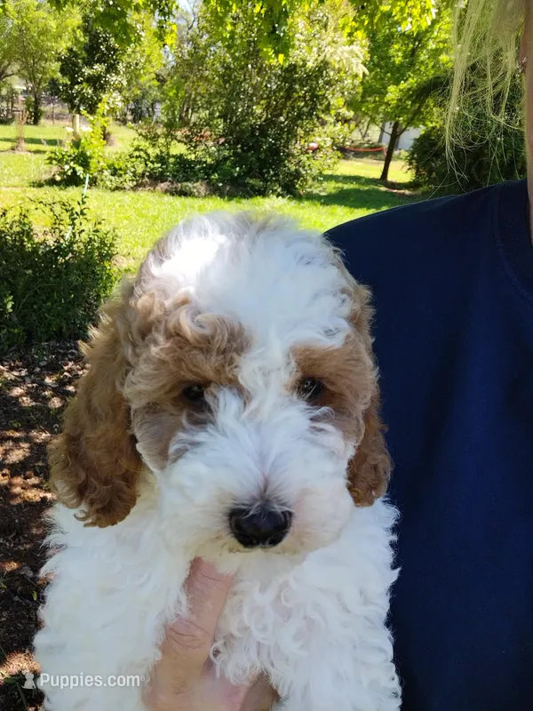 Mandy  – Miniature Goldendoodle puppy for sale in Marysville, CA