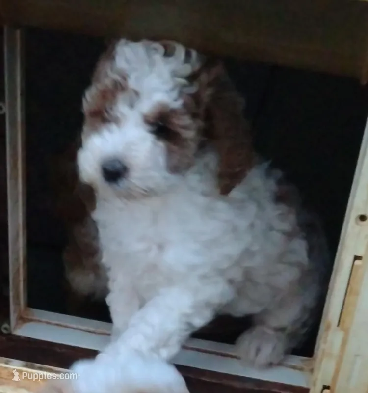 Mandy  – Miniature Goldendoodle puppy for sale in Marysville, CA