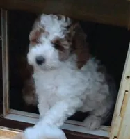 Mandy , a female Miniature Goldendoodle for sale in Marysville, CA – Photo 1 of 3