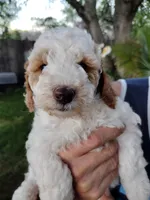 Barnie, a male Miniature Goldendoodle for sale in Marysville, CA – Photo 1 of 2