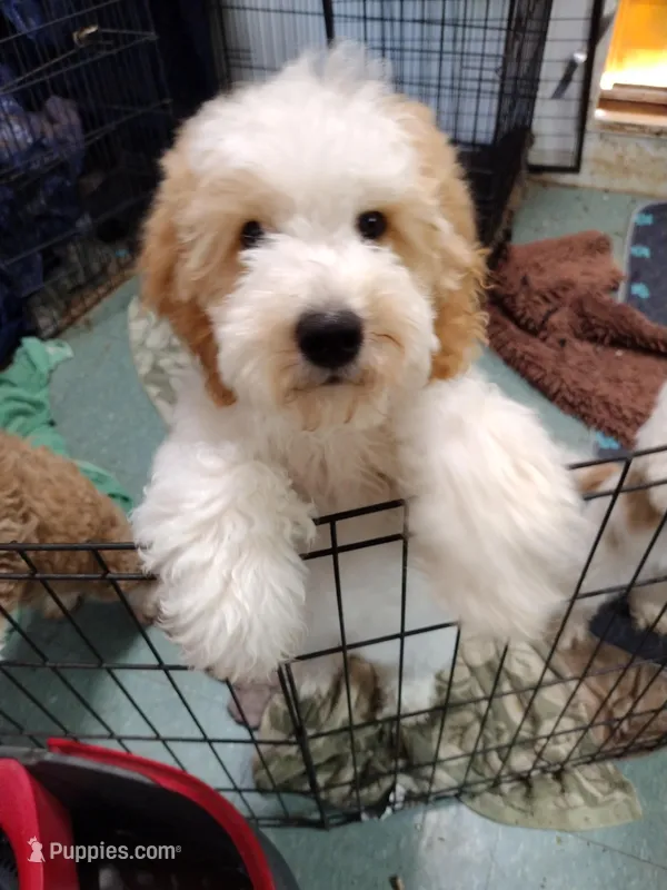 Barnie – Poodle - Miniature , Miniature Goldendoodle puppy for sale in Marysville, CA