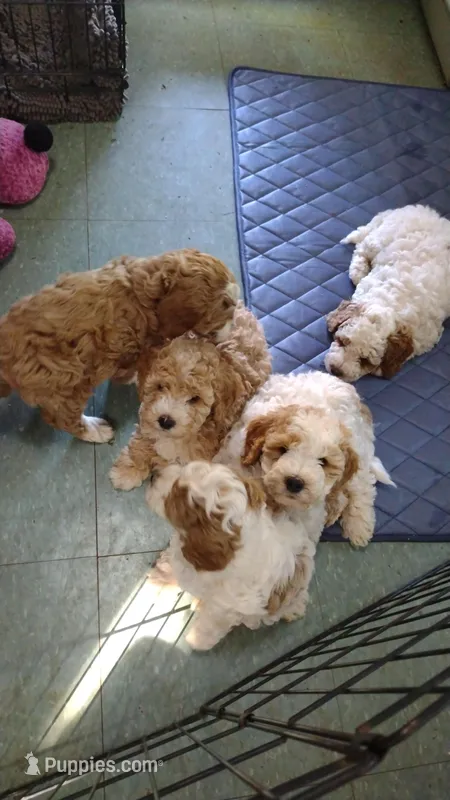 Barnie – Miniature Goldendoodle puppy for sale in Marysville, CA