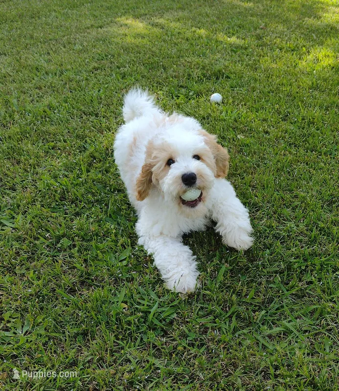 Barnie – Poodle - Miniature , Miniature Goldendoodle puppy for sale in Marysville, CA