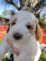 Barnie, a male Miniature Goldendoodle for sale in Marysville, CA – Photo 6 of 7