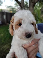 Barnie, a male Miniature Goldendoodle for sale in Marysville, CA – Photo 7 of 7