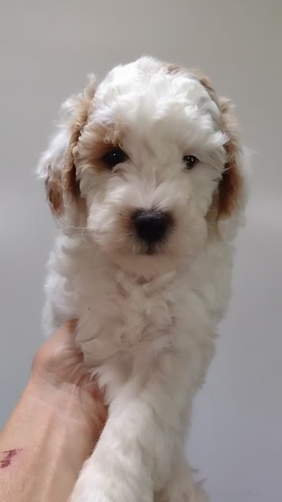 Dotty , a female Miniature Goldendoodle for sale in Marysville, CA – 6 of 6