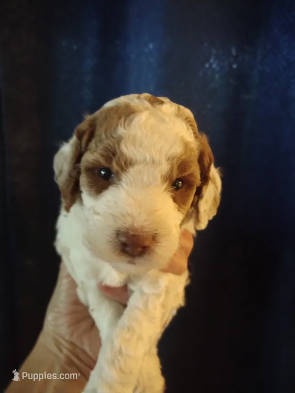Jake – Miniature Goldendoodle puppy for sale in Marysville, CA