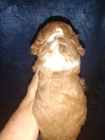 Blaze , a female Miniature Goldendoodle for sale in Marysville, CA – 5 of 6