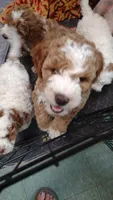 Joey, a male Miniature Goldendoodle for sale in Marysville, CA – 7 of 10