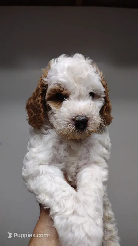 Patch  – Miniature Goldendoodle puppy for sale in Marysville, CA