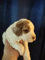 Jake, a male Miniature Goldendoodle for sale in Marysville, CA – 7 of 10