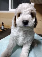 Biff, a male Miniature Goldendoodle for sale in Marysville, CA – Photo 5 of 8