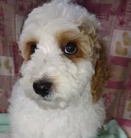 Biff, a male Miniature Goldendoodle for sale in Marysville, CA – Photo 2 of 8