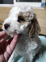 Biff, a male Miniature Goldendoodle for sale in Marysville, CA – Photo 4 of 8