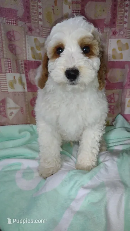 Biff, a male Miniature Goldendoodle for sale in Marysville, CA – Photo 1 of 8