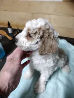 Biff, a male Miniature Goldendoodle for sale in Marysville, CA – Photo 6 of 8