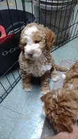 Joey, a male Miniature Goldendoodle for sale in Marysville, CA – 5 of 10