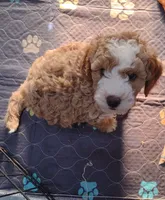 Joey, a male Miniature Goldendoodle for sale in Marysville, CA – 6 of 10