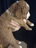 Blaze , a female Miniature Goldendoodle for sale in Marysville, CA – 4 of 6
