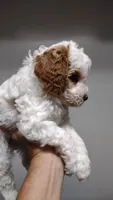 Patch , a male Miniature Goldendoodle for sale in Marysville, CA – 2 of 5