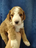 Cc, a male Miniature Goldendoodle for sale in Marysville, CA – 6 of 8