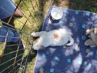 Jake, a male Miniature Goldendoodle for sale in Marysville, CA – Photo 5 of 5
