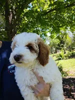 Jake, a male Miniature Goldendoodle for sale in Marysville, CA – Photo 4 of 5