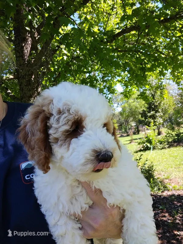 Jake – Miniature Goldendoodle puppy for sale in Marysville, CA