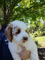Jake, a male Miniature Goldendoodle for sale in Marysville, CA – Photo 1 of 5