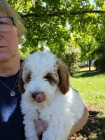 Jake, a male Miniature Goldendoodle for sale in Marysville, CA – Photo 3 of 5