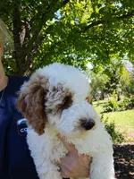 Jake, a male Miniature Goldendoodle for sale in Marysville, CA – Photo 2 of 5