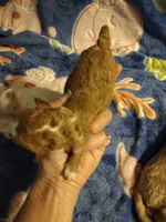 Blaze , a female Miniature Goldendoodle for sale in Marysville, CA – 3 of 3