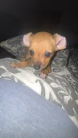 N/A, a male Chiweenie for sale in Denver, CO – 1 of 1