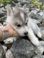 Parsley, a male Siberian Husky for sale in West Baldwin, ME – 3 of 9