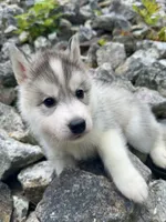 Parsley, a male Siberian Husky for sale in West Baldwin, ME – 8 of 9