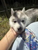 Parsley, a male Siberian Husky for sale in West Baldwin, ME – 9 of 9