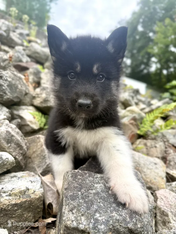 Thyme – Siberian Husky puppy for sale in West Baldwin, ME