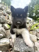 Thyme, a male Siberian Husky for sale in West Baldwin, ME – 1 of 6