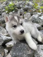 Parsley, a male Siberian Husky for sale in West Baldwin, ME – 4 of 9
