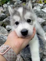 Parsley, a male Siberian Husky for sale in West Baldwin, ME – 5 of 9