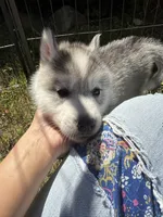 Parsley, a male Siberian Husky for sale in West Baldwin, ME – 7 of 9