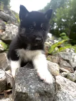 Thyme, a male Siberian Husky for sale in West Baldwin, ME – 2 of 6