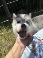Parsley, a male Siberian Husky for sale in West Baldwin, ME – 2 of 9