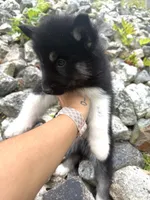 Thyme, a male Siberian Husky for sale in West Baldwin, ME – 4 of 6