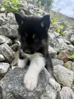 Thyme, a male Siberian Husky for sale in West Baldwin, ME – 6 of 6