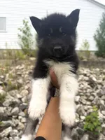 Thyme, a male Siberian Husky for sale in West Baldwin, ME – 3 of 6